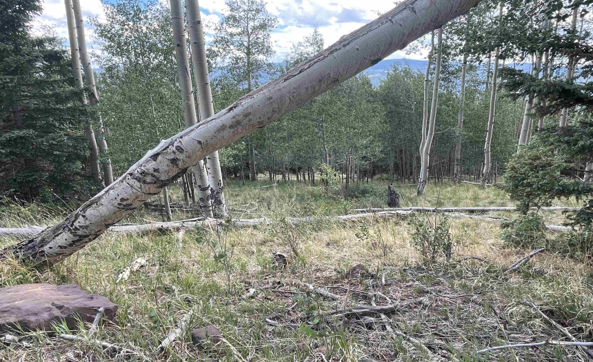 22 Skyview Way, Angel Fire, New Mexico 87710-9999, ,Lots/land,For Sale,Skyview Way,108915 22 Skyview Way, Angel Fire, New Mexico 87710-9999, ,Lots/land,For Sale,Skyview Way,108915