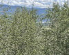22 Skyview Way, Angel Fire, New Mexico 87710-9999, ,Lots/land,For Sale,Skyview Way,108915 22 Skyview Way, Angel Fire, New Mexico 87710-9999, ,Lots/land,For Sale,Skyview Way,108915