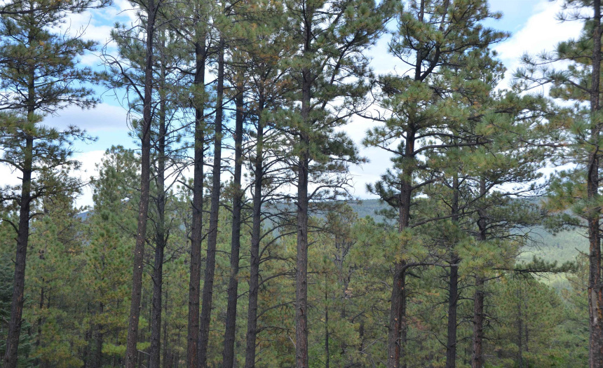 Lots 4 and 5 Vuelta Vista Grande, Guadalupita, New Mexico 87722, ,Lots/land,For Sale,Vuelta Vista Grande,111048