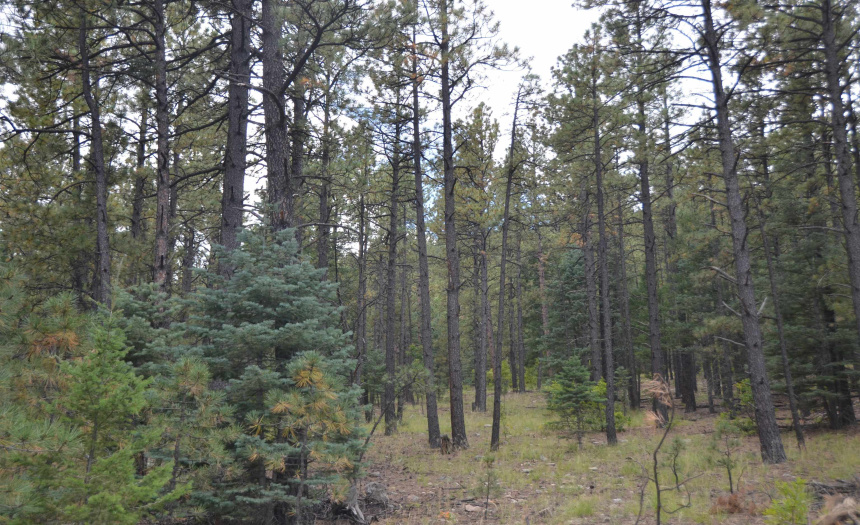 Lots 4 and 5 Vuelta Vista Grande, Guadalupita, New Mexico 87722, ,Lots/land,For Sale,Vuelta Vista Grande,111048