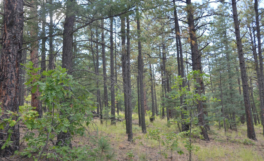 Lots 4 and 5 Vuelta Vista Grande, Guadalupita, New Mexico 87722, ,Lots/land,For Sale,Vuelta Vista Grande,111048