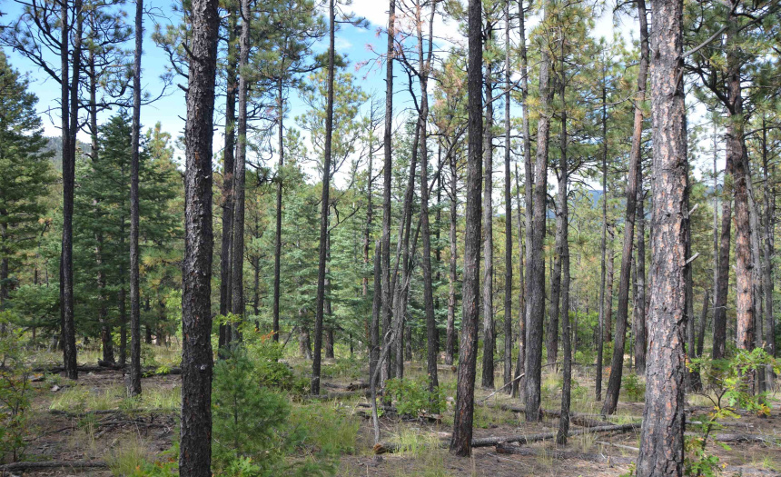 Lots 4 and 5 Vuelta Vista Grande, Guadalupita, New Mexico 87722, ,Lots/land,For Sale,Vuelta Vista Grande,111048